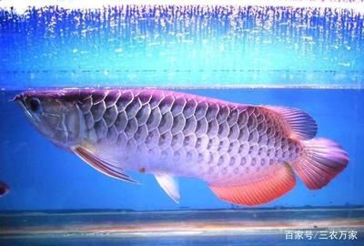 跟金龙鱼相似的鱼：与金龙鱼相似的鱼种类 龙鱼百科 第3张