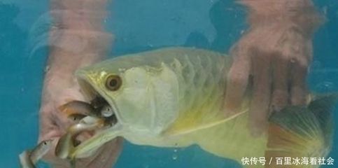 小金龙鱼吃什么：小金龙鱼在不同生长阶段有不同的饮食需求