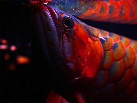 红金龙鱼怎么养殖方法：红金龙鱼怎么养殖 龙鱼百科 第2张