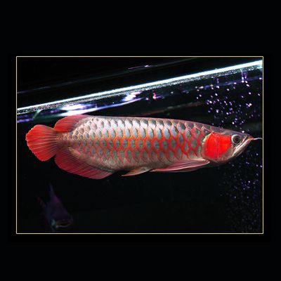 血红金龙鱼：血红金龙鱼是一种鱼类品种，价值1000万人民币 龙鱼百科 第2张