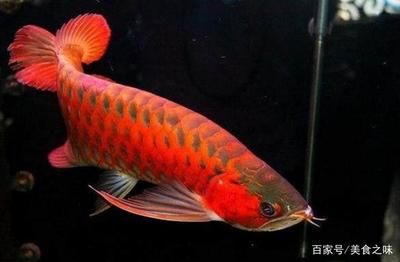 血红金龙鱼：血红金龙鱼是一种鱼类品种，价值1000万人民币 龙鱼百科 第1张