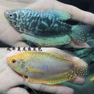 黄蓝曼龙鱼能长多大：黄蓝曼龙鱼在成年时的体长一般在10~15厘米之间 龙鱼百科 第3张