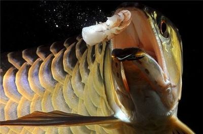 龙鱼为什么张嘴呼吸：龙鱼为什么会张嘴呼吸 龙鱼百科 第3张