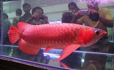 红龙鱼一年能长多大的鱼卵：红龙鱼一年可以长多大的鱼卵