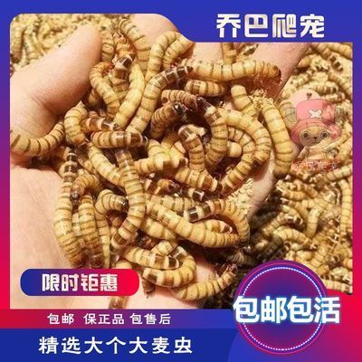 龙鱼饲料蜈蚣怎么喂的：喂食龙鱼蜈蚣时需要经过特殊处理才能安全喂食给龙鱼 龙鱼百科 第2张