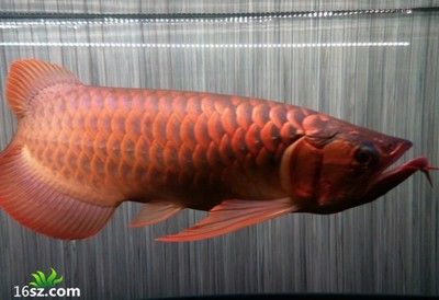 红龙鱼保护等级：红龙鱼的保护等级 龙鱼百科 第3张