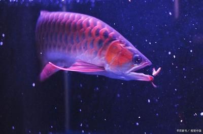 红龙鱼发色什么灯光最好养：红龙鱼发色什么灯光最好养红龙鱼发色什么灯光最好养 龙鱼百科 第1张