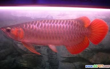 红龙鱼发色什么灯光最好养：红龙鱼发色什么灯光最好养红龙鱼发色什么灯光最好养 龙鱼百科 第2张
