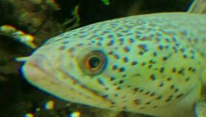龙鱼眼睛里面有一颗白点点：龙鱼眼睛里有一个白点点，是怎么回事？