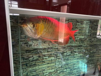 红龙鱼撞缸怎么回事：红龙鱼撞缸可能由多种原因引起 龙鱼百科 第1张