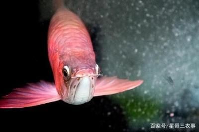 红龙鱼比赛比什么：台湾观赏鱼博览会红龙鱼比赛冠军腾讯视频评判标准 龙鱼百科 第3张