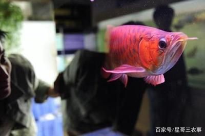 红龙鱼比赛比什么：台湾观赏鱼博览会红龙鱼比赛冠军腾讯视频评判标准 龙鱼百科 第2张