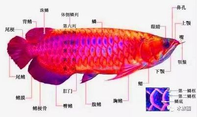 龙鱼眼睛结构图：关于龙鱼眼睛结构图 龙鱼百科 第3张