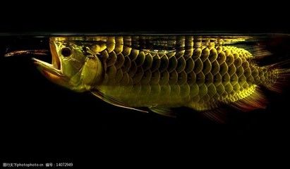 金龙鱼侧灯作用：金龙鱼侧灯的作用 龙鱼百科 第2张
