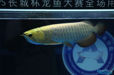 世界龙鱼锦标赛：世界龙鱼锦标赛在广州举行，冠军龙鱼被卖出108万天价 龙鱼百科 第1张