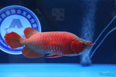 世界龙鱼锦标赛：世界龙鱼锦标赛在广州举行，冠军龙鱼被卖出108万天价 龙鱼百科 第2张