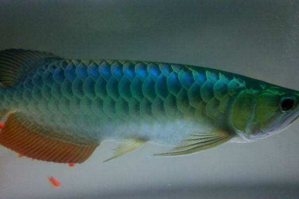 蓝底金龙鱼用什么颜色的灯好看点：关于蓝底金龙鱼灯光选择的建议 龙鱼百科 第2张