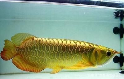 金龙鱼金头：金头金龙鱼的价格 龙鱼百科 第2张