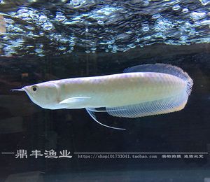 黄化白子龙鱼：关于黄化白子龙鱼的一些详细信息 龙鱼百科 第1张