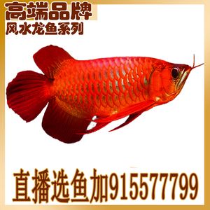 金龙鱼活鱼价格表：金龙鱼活鱼价格表金龙鱼活鱼价格表