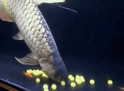 金龙鱼一次喂多少河虾饲料：金龙鱼喂食量和频率需要根据金龙鱼的大小和生长阶段来确定