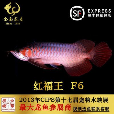 红福王f5龙鱼：红福王f5龙鱼的价格是多少 龙鱼百科 第1张