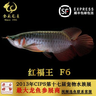 红福王f5龙鱼：红福王f5龙鱼的价格是多少 龙鱼百科 第3张