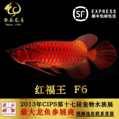 红福王f5龙鱼：红福王f5龙鱼的价格是多少