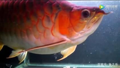 大龙鱼视频：关于大龙鱼的视频 龙鱼百科 第1张