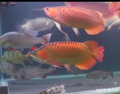 大龙鱼视频：关于大龙鱼的视频 龙鱼百科 第2张