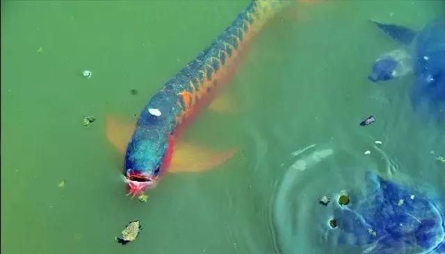 大龙鱼视频：关于大龙鱼的视频 龙鱼百科 第3张