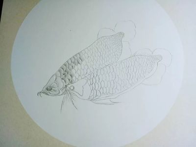 教我画金龙鱼怎么画：教你画金龙鱼怎么画金龙鱼工笔画法创意画法步骤 龙鱼百科 第1张