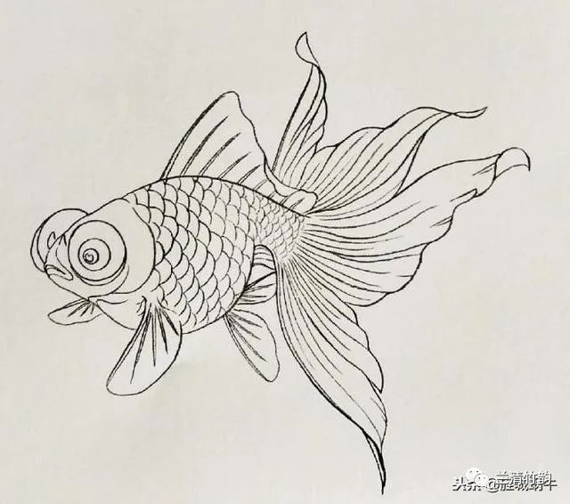 教我画金龙鱼怎么画：教你画金龙鱼怎么画金龙鱼工笔画法创意画法步骤 龙鱼百科 第2张