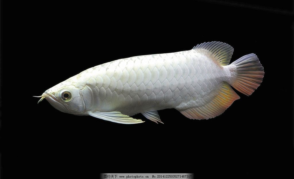 白金龙鱼吃什么怎么养：动物图集：白金龙鱼 龙鱼百科 第2张