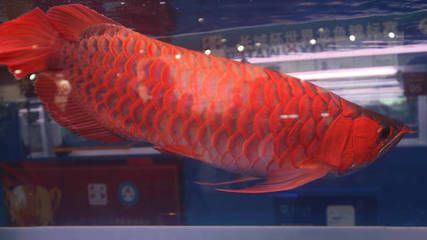 红龙鱼几年就不长了：红龙鱼的生长周期与停止生长的时间 龙鱼百科 第2张