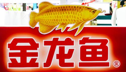 金龙鱼广州经销商地址：金龙鱼在广州的经销商地址 龙鱼百科 第1张