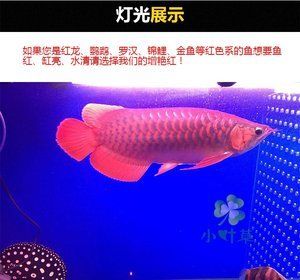 红龙鱼可以在水族箱繁殖吗为什么：红龙鱼可以在水族箱繁殖吗