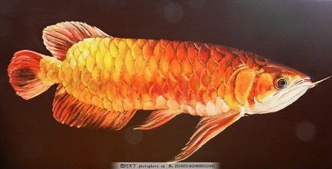 金龙鱼掉色吗：金龙鱼的颜色会发生变化吗