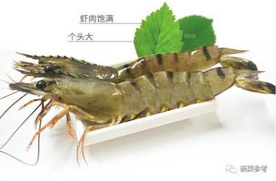 龙鱼能喂熟虾吗怎么喂的：龙鱼是否能喂食熟虾，以及如何喂食熟虾，一直是鱼友们关心的话题 龙鱼百科 第1张