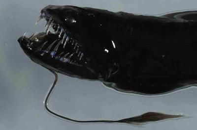 巨型黑龙鱼：巨型黑龙鱼是一种深海鱼类，其特征包括有一个大量又长又尖的獠牙