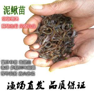 龙鱼用什么饵料最好吃：龙鱼的最佳饵料