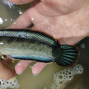 彩虹雷龙能吃吗：彩虹雷龙的养殖建议