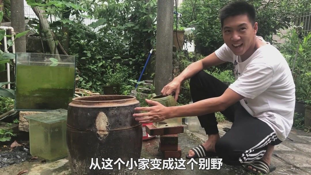 奶茶雷龙鱼配对需要注意什么问题和技巧呢：奶茶雷龙鱼配对时需要注意的问题和技巧 龙鱼百科 第3张