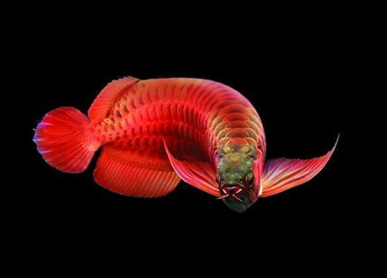 红龙鱼如何分公母图解：红龙鱼如何分公母