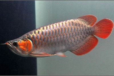 和红龙鱼混养的高端鱼种是什么品种：和红龙鱼混养的高端鱼种 龙鱼百科 第2张