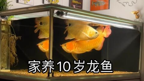红龙鱼母鱼有蛋会憋死吗？：红龙鱼母鱼在产卵后有可能因为无法排出卵而面临憋死的风险 龙鱼百科 第3张