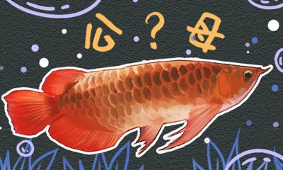 红龙鱼母鱼有蛋会憋死吗？：红龙鱼母鱼在产卵后有可能因为无法排出卵而面临憋死的风险 龙鱼百科 第2张