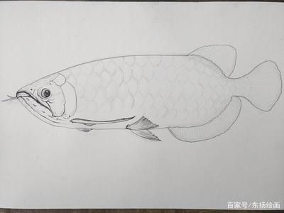 龙鱼素描画：龙鱼素描画步骤