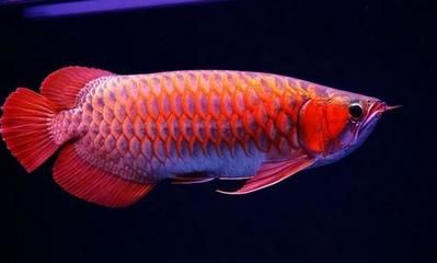 印度红辣椒龙鱼：印度红辣椒龙鱼在形态上独具特色而且在形态上独具特色 龙鱼百科 第2张