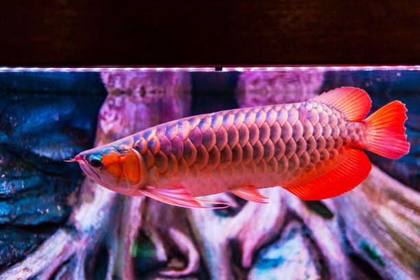 印度红辣椒龙鱼：印度红辣椒龙鱼在形态上独具特色而且在形态上独具特色 龙鱼百科 第3张